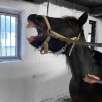 Abella Horsecare - Laserterapi